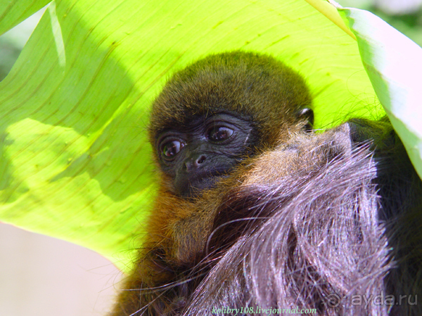 Эквадор (часть третья)