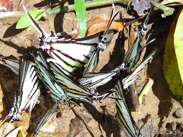 Эквадор (часть третья)