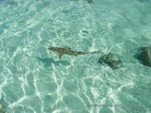 ПИКНИК НА ОБОЧИНЕ ПЛАНЕТЫ (Французская Полинезия).