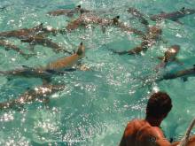 ПИКНИК НА ОБОЧИНЕ ПЛАНЕТЫ (Французская Полинезия).