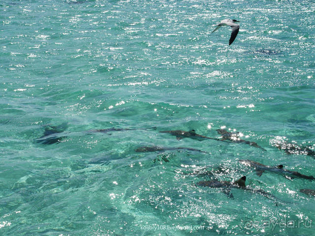 ПИКНИК НА ОБОЧИНЕ ПЛАНЕТЫ (Французская Полинезия).