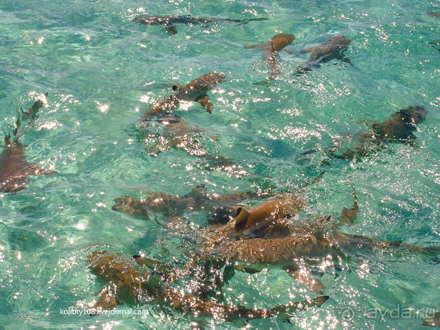 ПИКНИК НА ОБОЧИНЕ ПЛАНЕТЫ (Французская Полинезия).