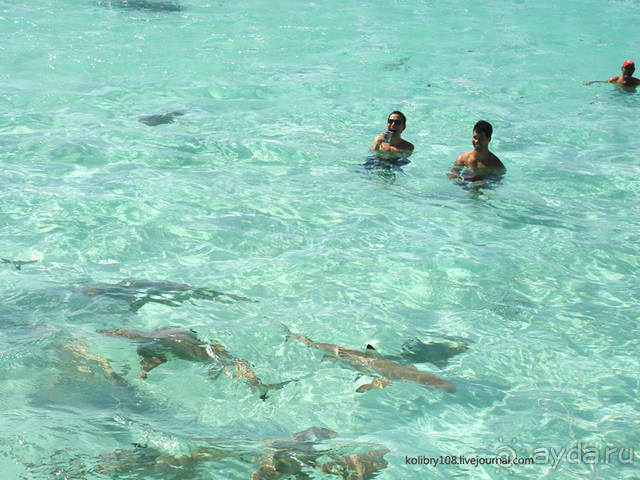 ПИКНИК НА ОБОЧИНЕ ПЛАНЕТЫ (Французская Полинезия).