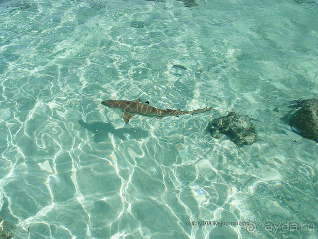 ПИКНИК НА ОБОЧИНЕ ПЛАНЕТЫ (Французская Полинезия).