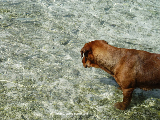 ПИКНИК НА ОБОЧИНЕ ПЛАНЕТЫ (Французская Полинезия).