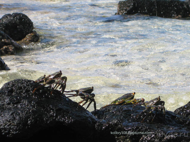 НА КАЯКЕ ВДОЛЬ ПОБЕРЕЖЬЯ БОРА-БОРА (и немного о собачьей любви).