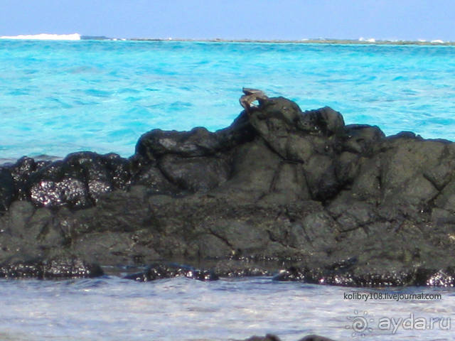 НА КАЯКЕ ВДОЛЬ ПОБЕРЕЖЬЯ БОРА-БОРА (и немного о собачьей любви).