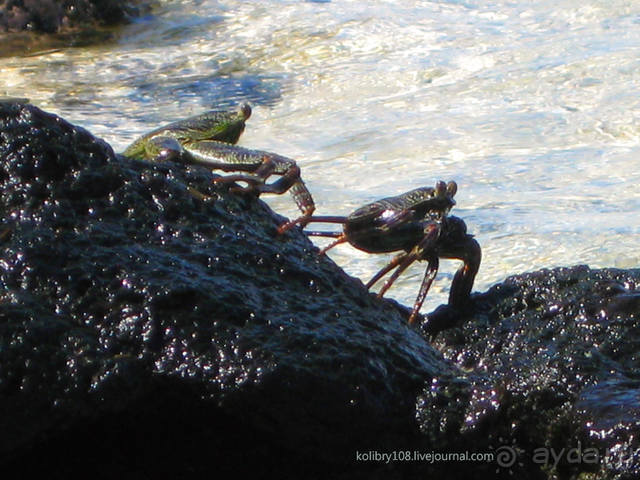 НА КАЯКЕ ВДОЛЬ ПОБЕРЕЖЬЯ БОРА-БОРА (и немного о собачьей любви).