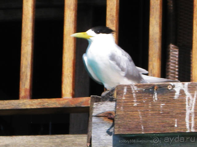 НА КАЯКЕ ВДОЛЬ ПОБЕРЕЖЬЯ БОРА-БОРА (и немного о собачьей любви).