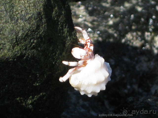 НА КАЯКЕ ВДОЛЬ ПОБЕРЕЖЬЯ БОРА-БОРА (и немного о собачьей любви).