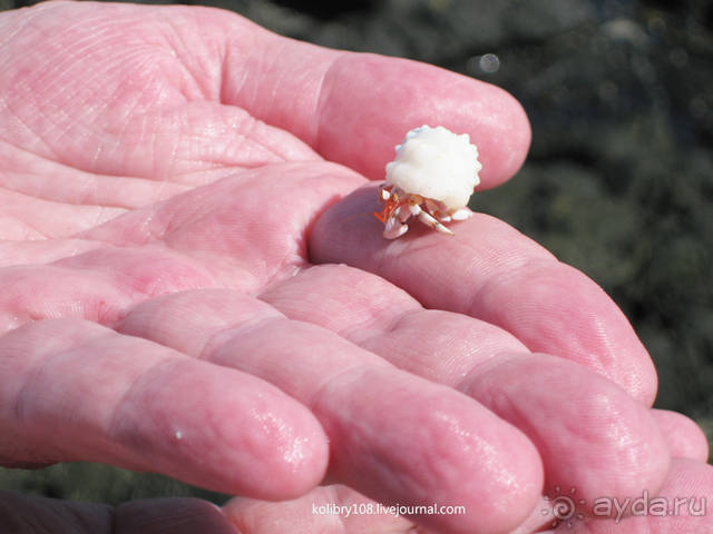 НА КАЯКЕ ВДОЛЬ ПОБЕРЕЖЬЯ БОРА-БОРА (и немного о собачьей любви).