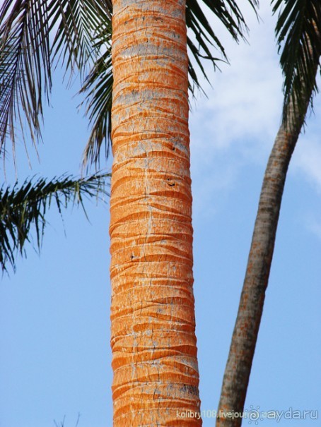 Фиджи (продолжение).