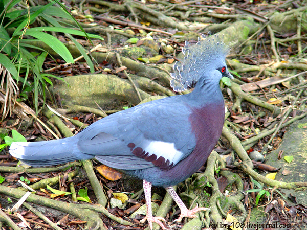 Альбом отзыва "Малайзия."