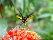 Альбом отзыва "Малайзия."