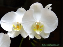 Альбом отзыва "Малайзия."