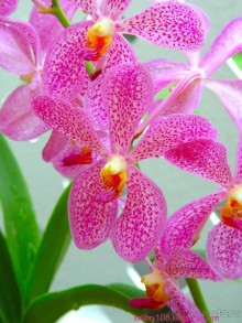 Альбом отзыва "Малайзия."