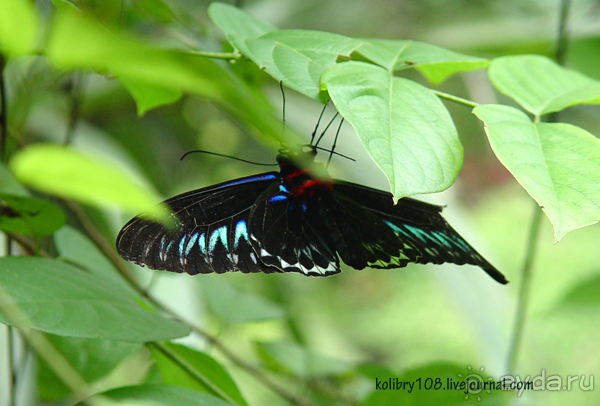 Альбом отзыва "Малайзия."