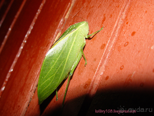 МАЛАЙЗИЯ (часть вторая)