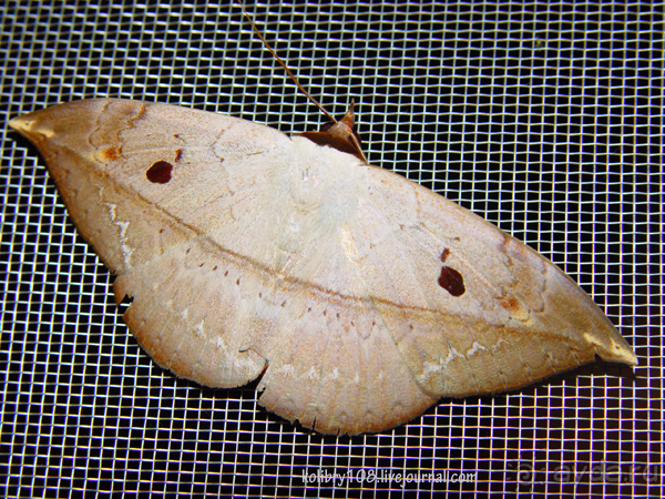 МАЛАЙЗИЯ (часть вторая)