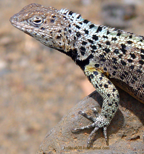 Галапагосы.