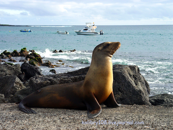 Галапагосы.