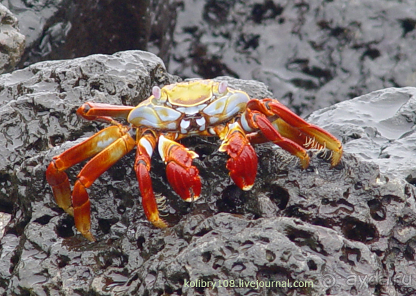 Галапагосы.