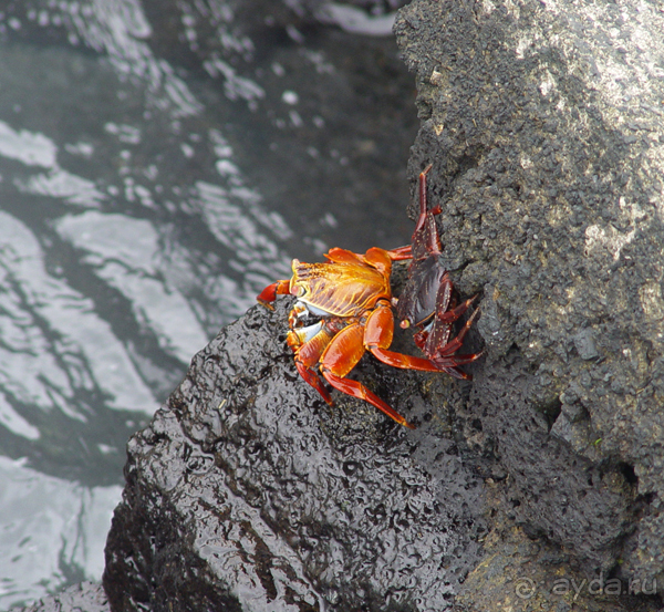 Галапагосы.