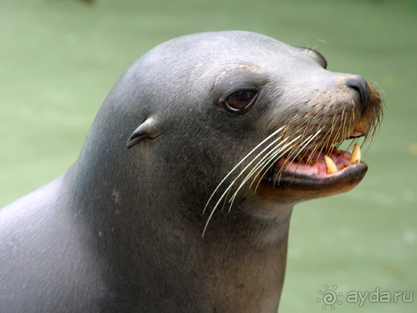 Галапагосы.