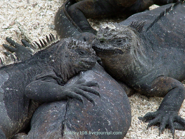 Галапагосы.