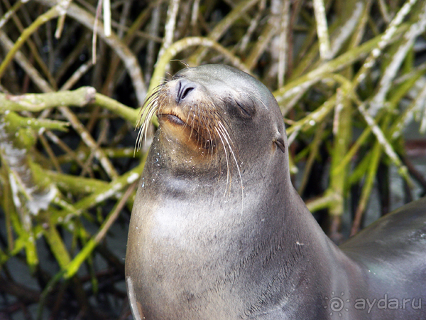 Галапагосы.