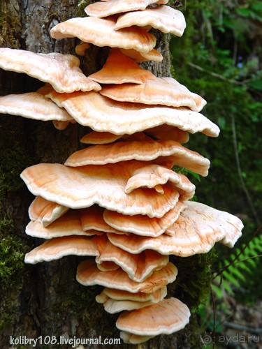 Две Рицы. Большая и Малая.