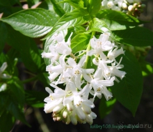 Две Рицы. Большая и Малая.