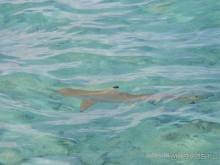 БОРА-БОРА - сладострастная отрава.