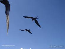 БОРА-БОРА - сладострастная отрава.