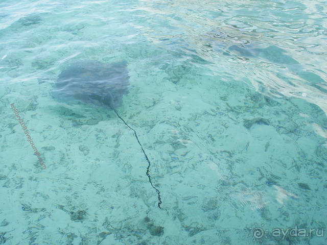 БОРА-БОРА - сладострастная отрава.