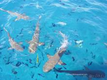 БОРА-БОРА - сладострастная отрава.