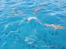 БОРА-БОРА - сладострастная отрава.