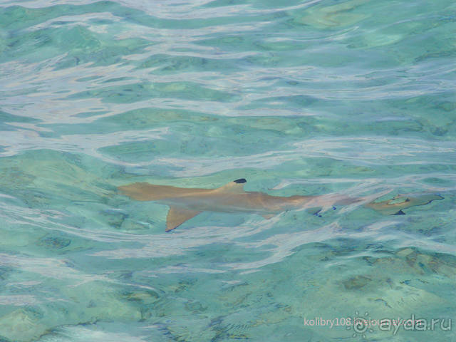 БОРА-БОРА - сладострастная отрава.