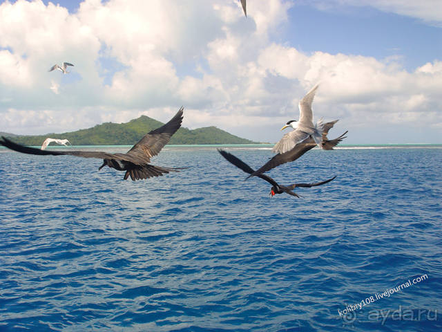 БОРА-БОРА - сладострастная отрава.