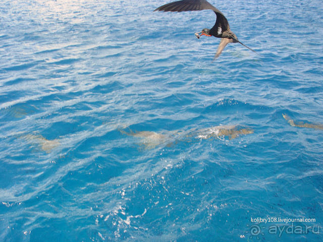 БОРА-БОРА - сладострастная отрава.