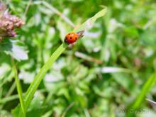 Хочу в Аибгу.