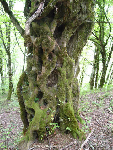 Хочу в Аибгу.