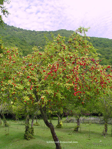 Хочу в Аибгу.