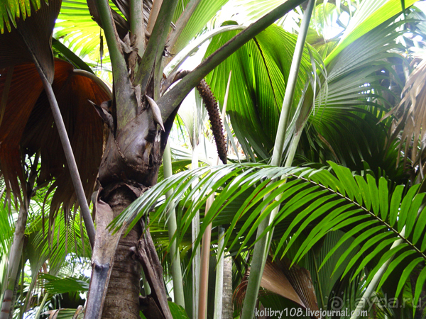 Сейшелы (часть первая).