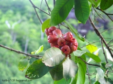 Сейшелы (часть первая).