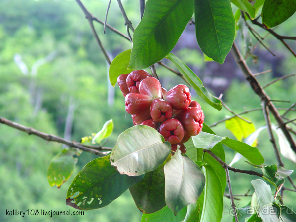Сейшелы (часть первая).