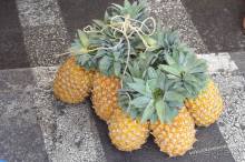 Вся правда о ТАИТИ