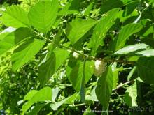 Вся правда о ТАИТИ