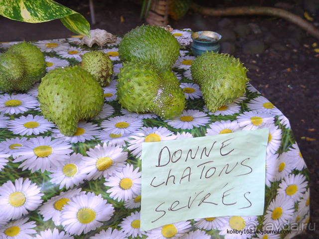 Вся правда о ТАИТИ