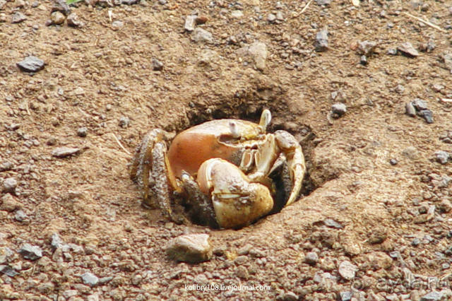 Вся правда о ТАИТИ